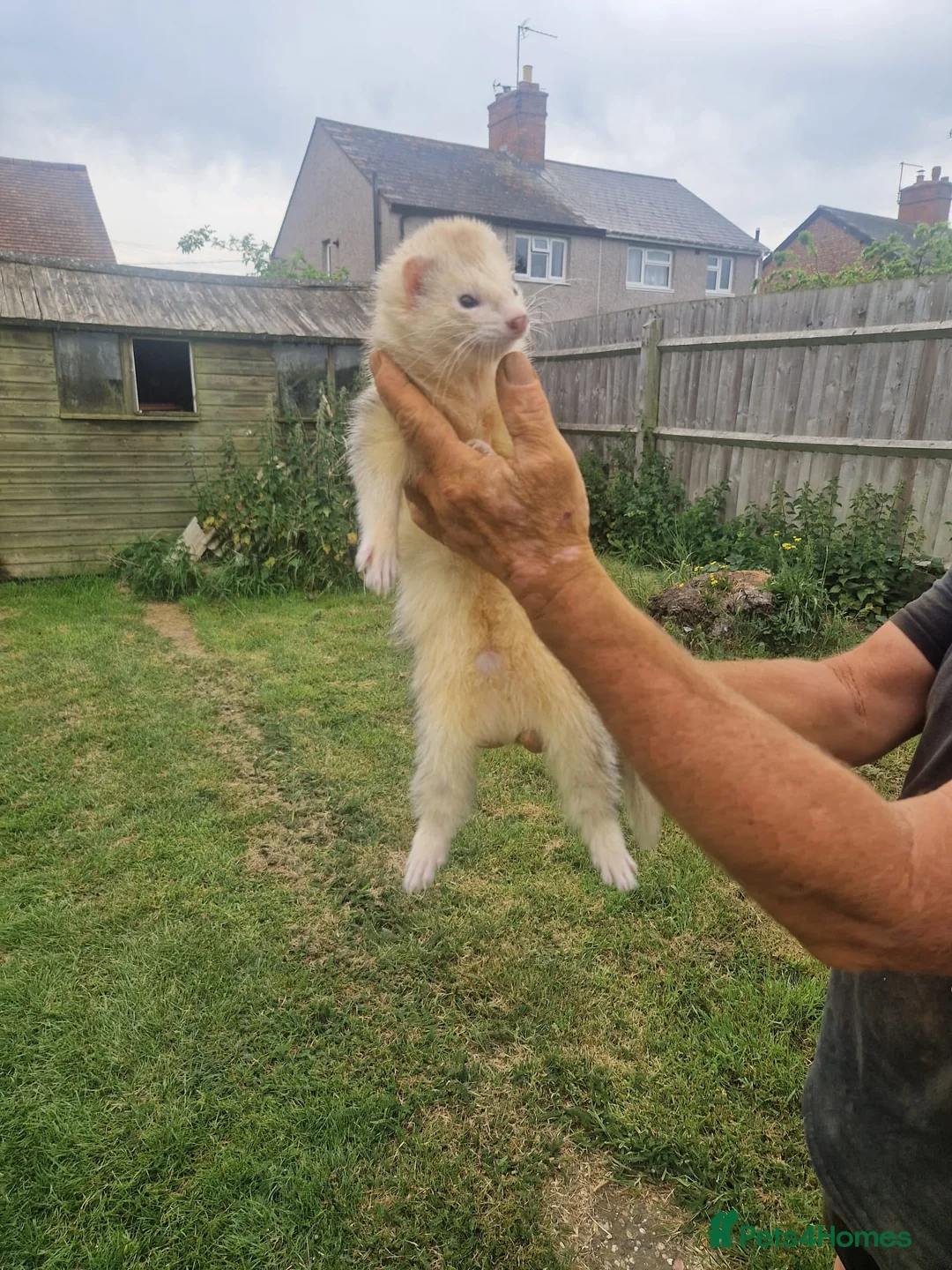Ferret rodents for sale: Young handed hob  - Advert 2