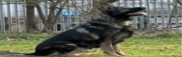 German Shepherd dogs for stud: czech shepherd for stud - for pick of litter  in Liverpool - Advert 1
