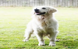 Golden Retriever dogs for sale: Newmiller Retrievers Litter Announcement  - Image 10