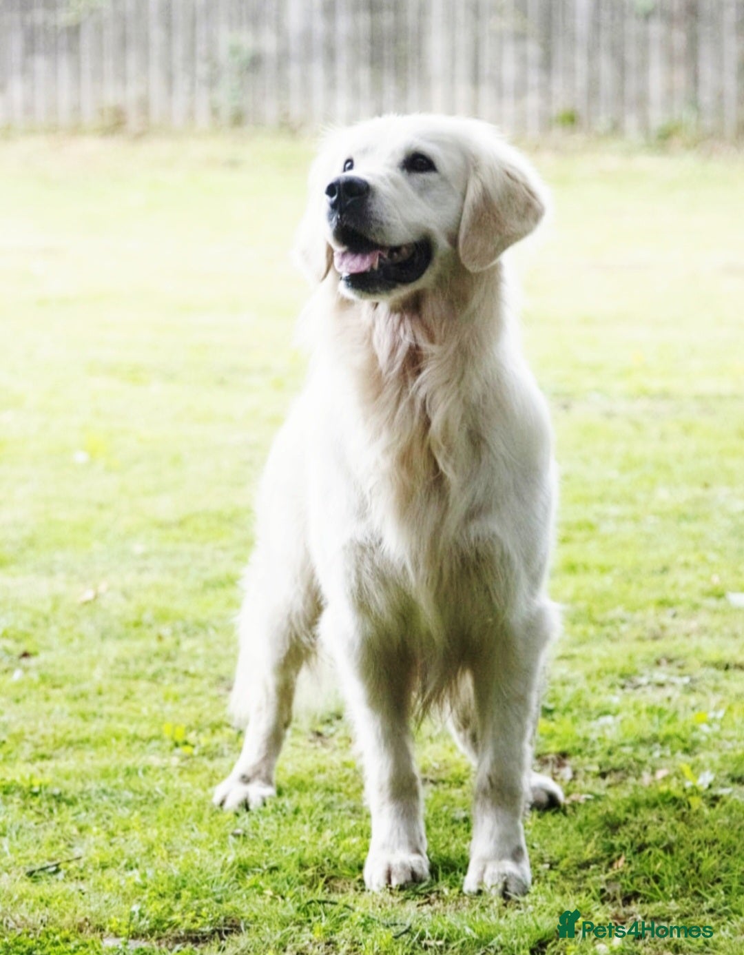 Golden Retriever dogs for sale: Newmiller Retrievers Litter Announcement  - Image 10