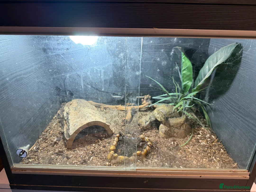 Leopard Gecko reptiles for sale: Leopard gecko + set up - Advert 2