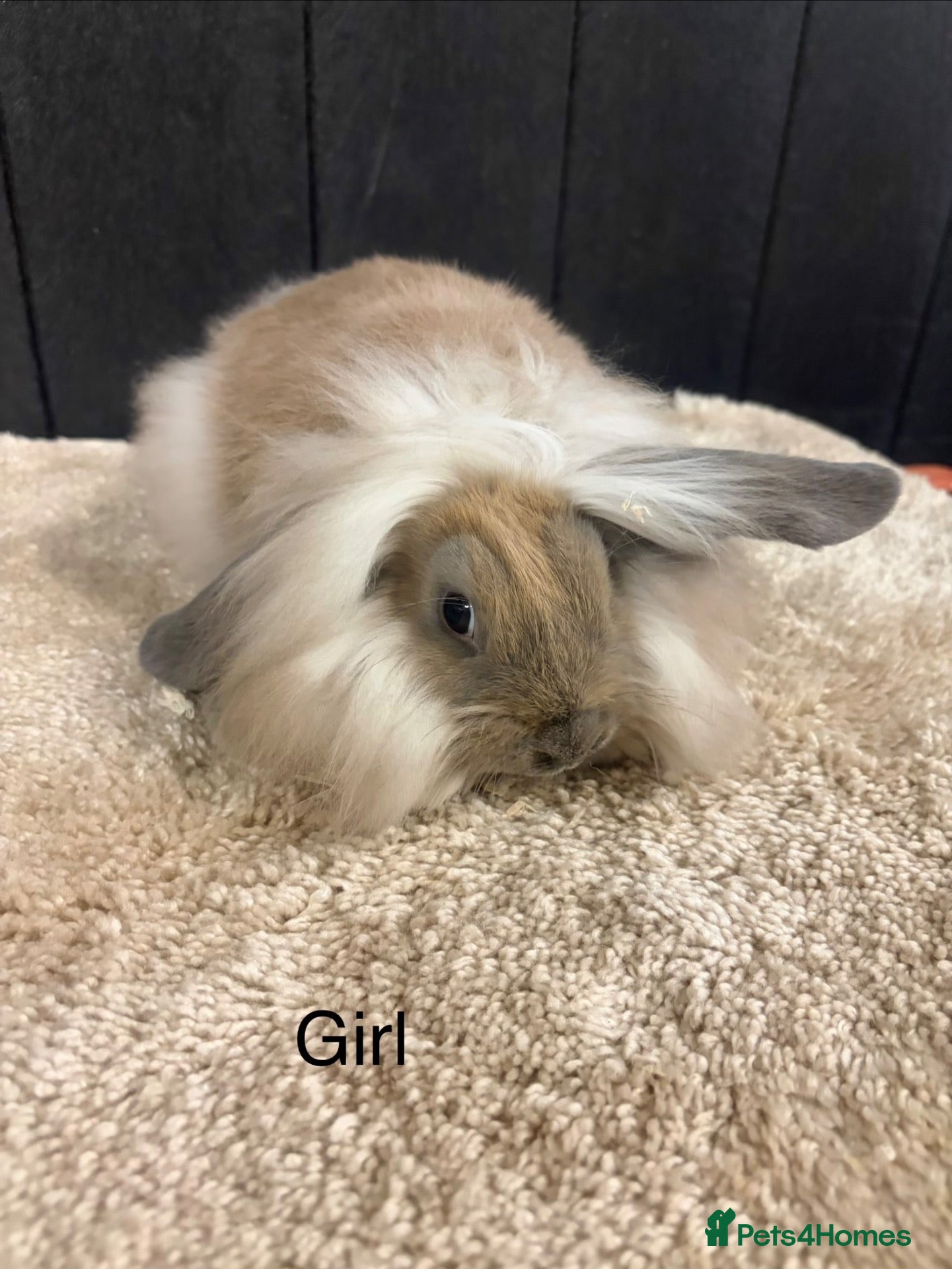 Mini Lop rabbits Stunning bunnies  - Advert 4