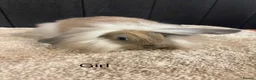 Mini Lop rabbits for sale: Stunning bunnies  - Advert 2