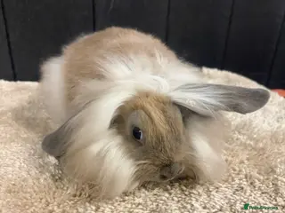 Mini Lop rabbits Stunning bunnies - Advert 4