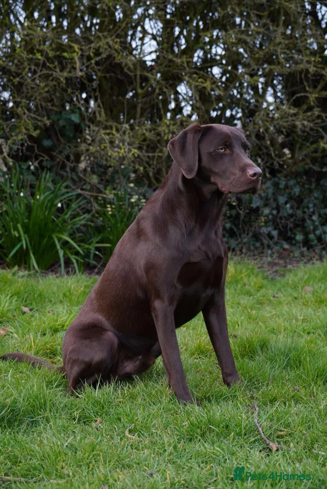 Labrador Retriever dogs for stud: Fully health tested working chocolate 0-0 Hips & E in Huntingdon - Advert 7