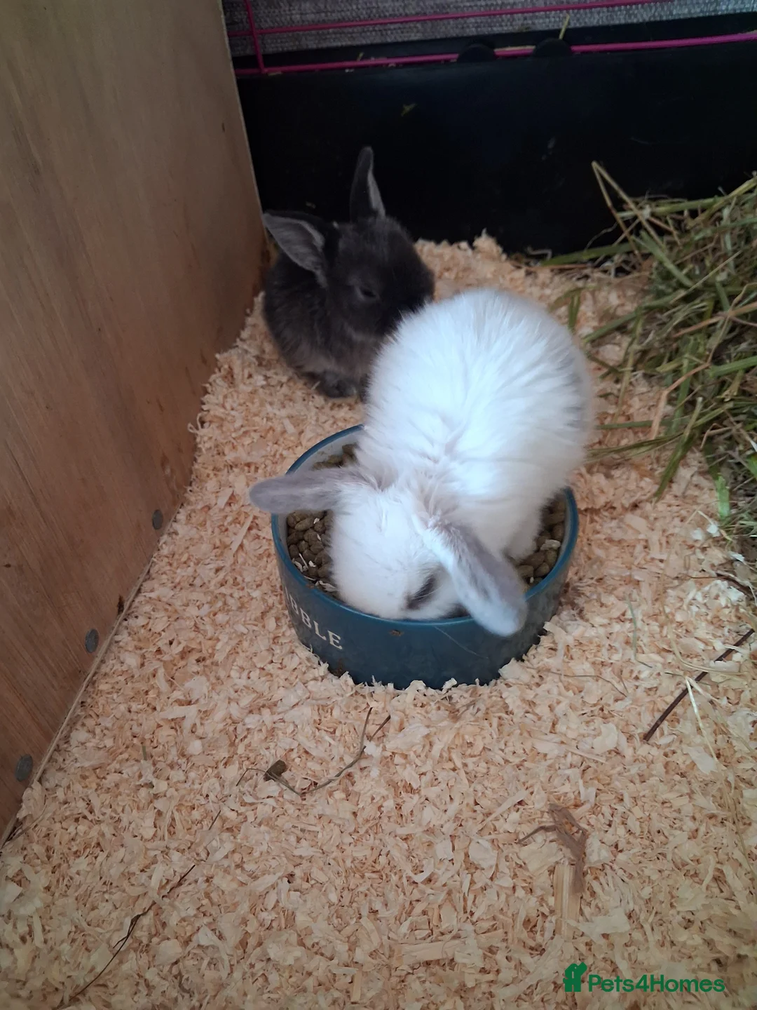 Mini Lop rabbits for sale: Baby mini lops 3 weeks old - Advert 9