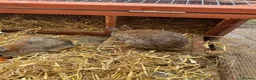 Netherland Dwarf rabbits for sale: Netherland Dwarf  Adults for sale  - Advert 4