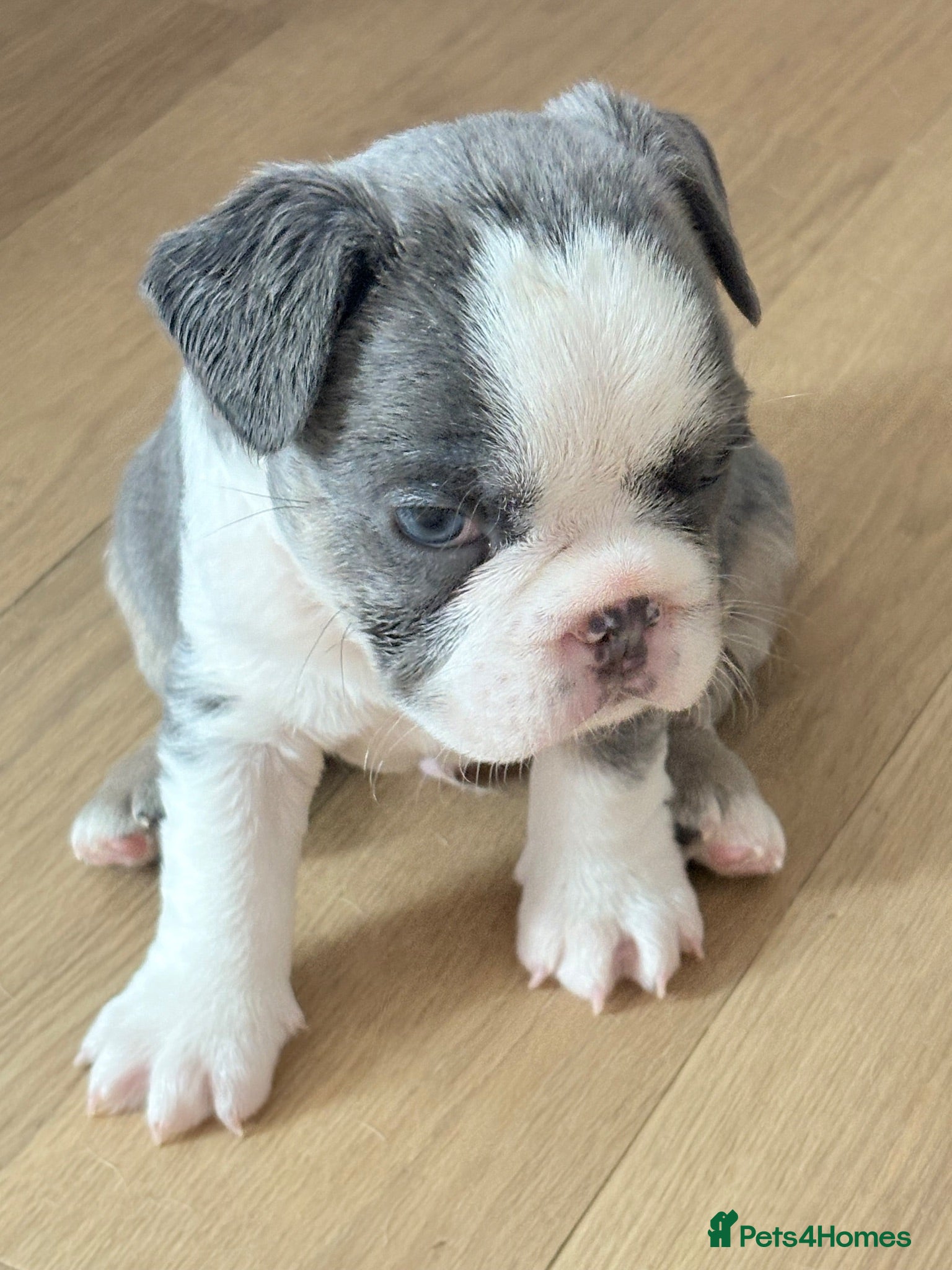 French Bulldog dogs Beautiful frenchie pups - Advert 1
