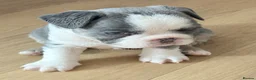 French Bulldog dogs for sale: Beautiful frenchie pups 6 weeks old  - Advert 1