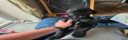Mixed Breed dogs for sale: Black Doberman x Collie puppy under 4months old - Advert 3