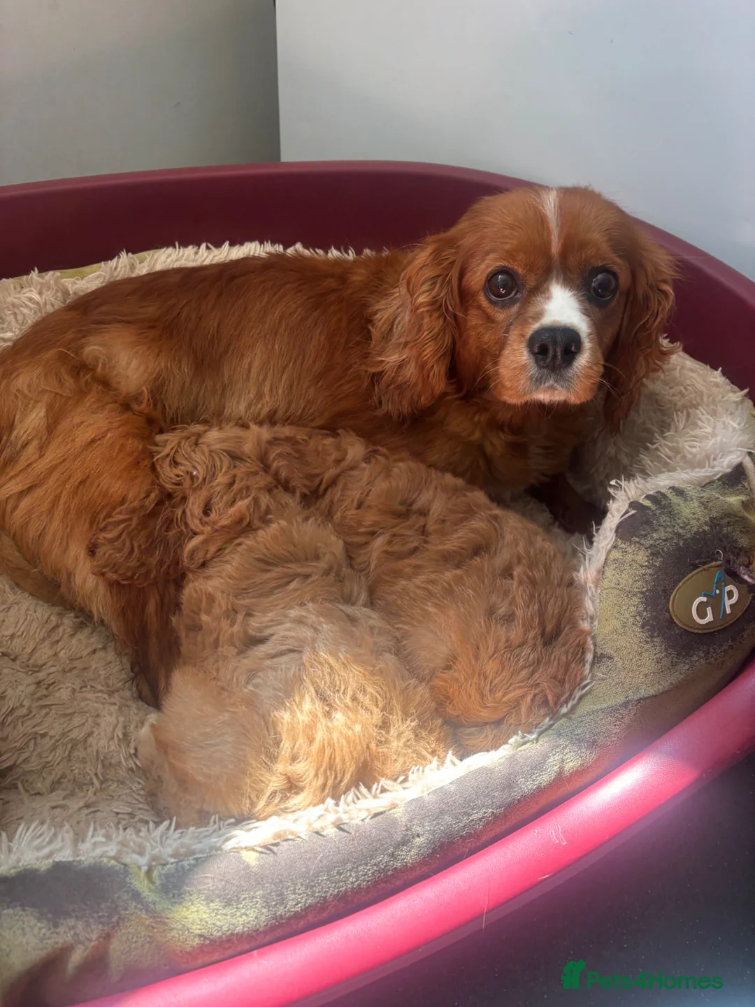 Cavapoo dogs for sale: F1 Cavapoo puppy’s BOTH PARENTS HEALTH TESTED  - Advert 2