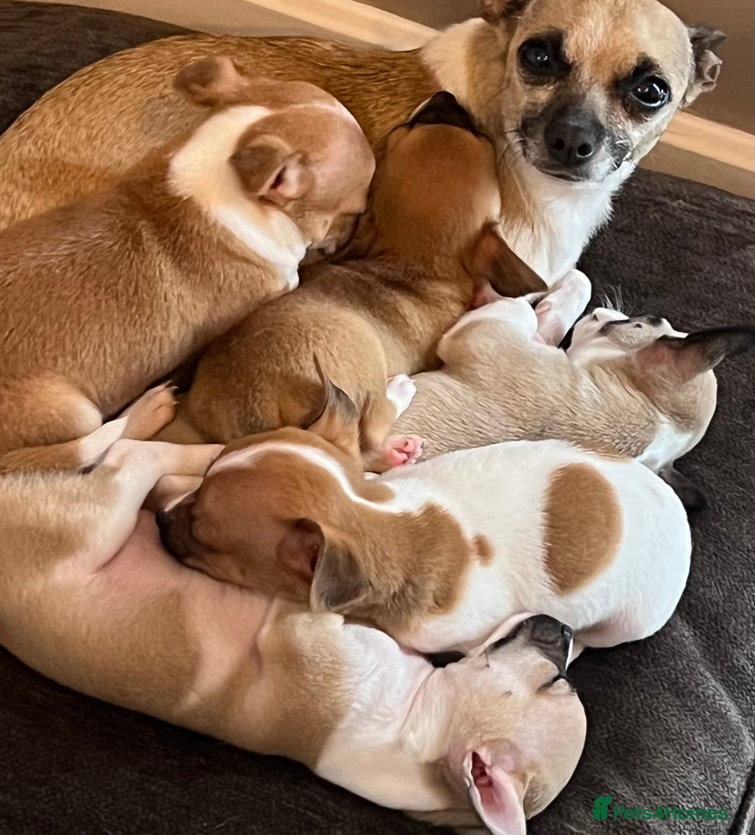 Chihuahua dogs for sale: Chihuahua puppies girls and boys - Image 11