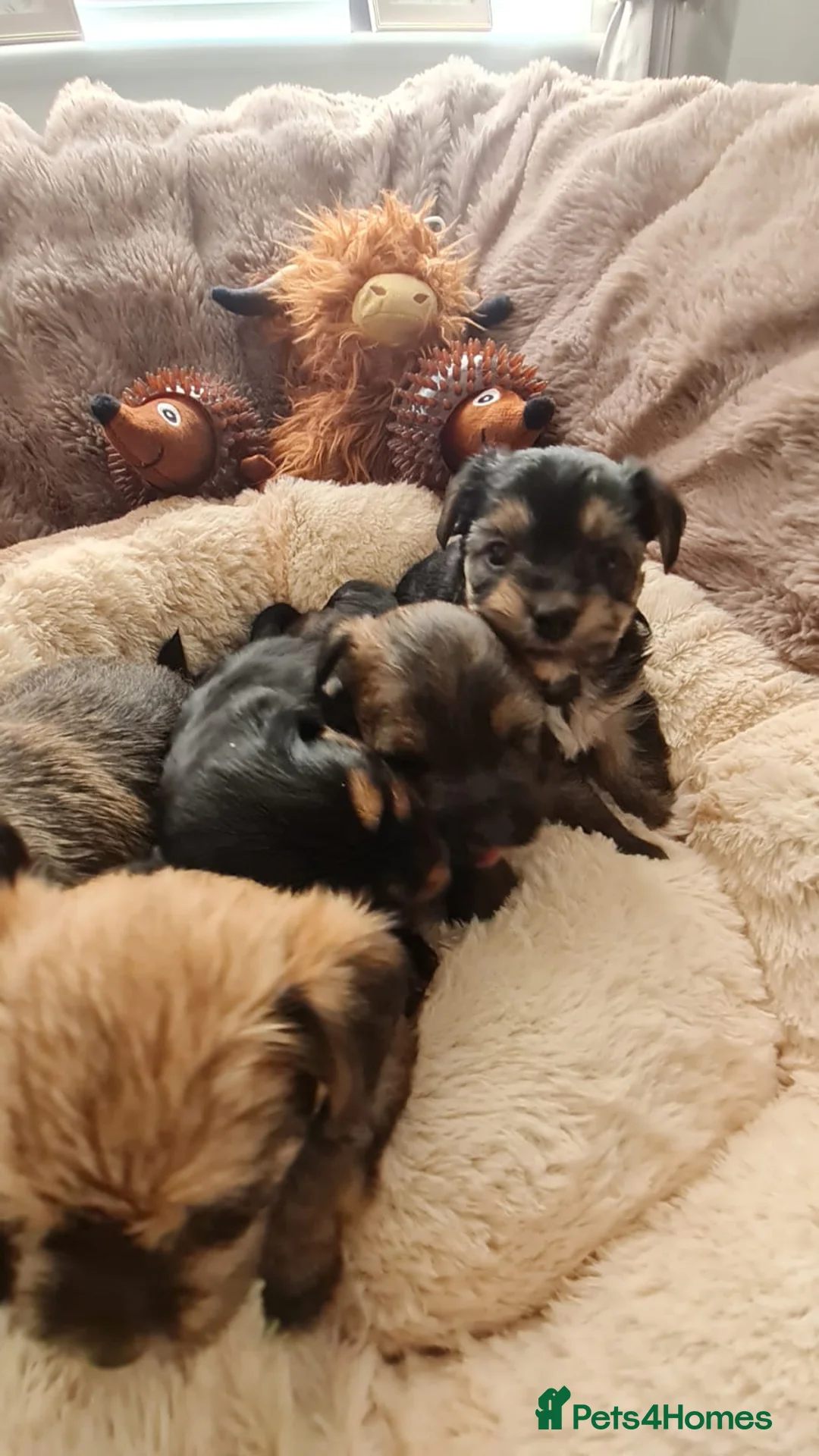 Shorkie dogs for sale:  Ready soon for their Forever Homes ✨ - Advert 15