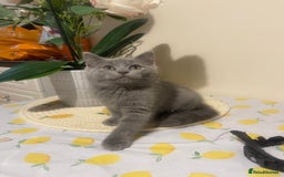 British Shorthair cats for sale: British short and long hair kittens blue  - Image 1