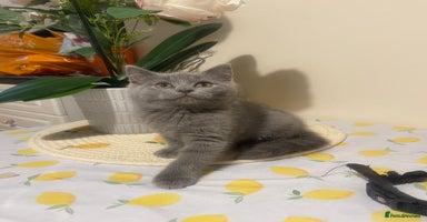 British Shorthair cats - Advert 6