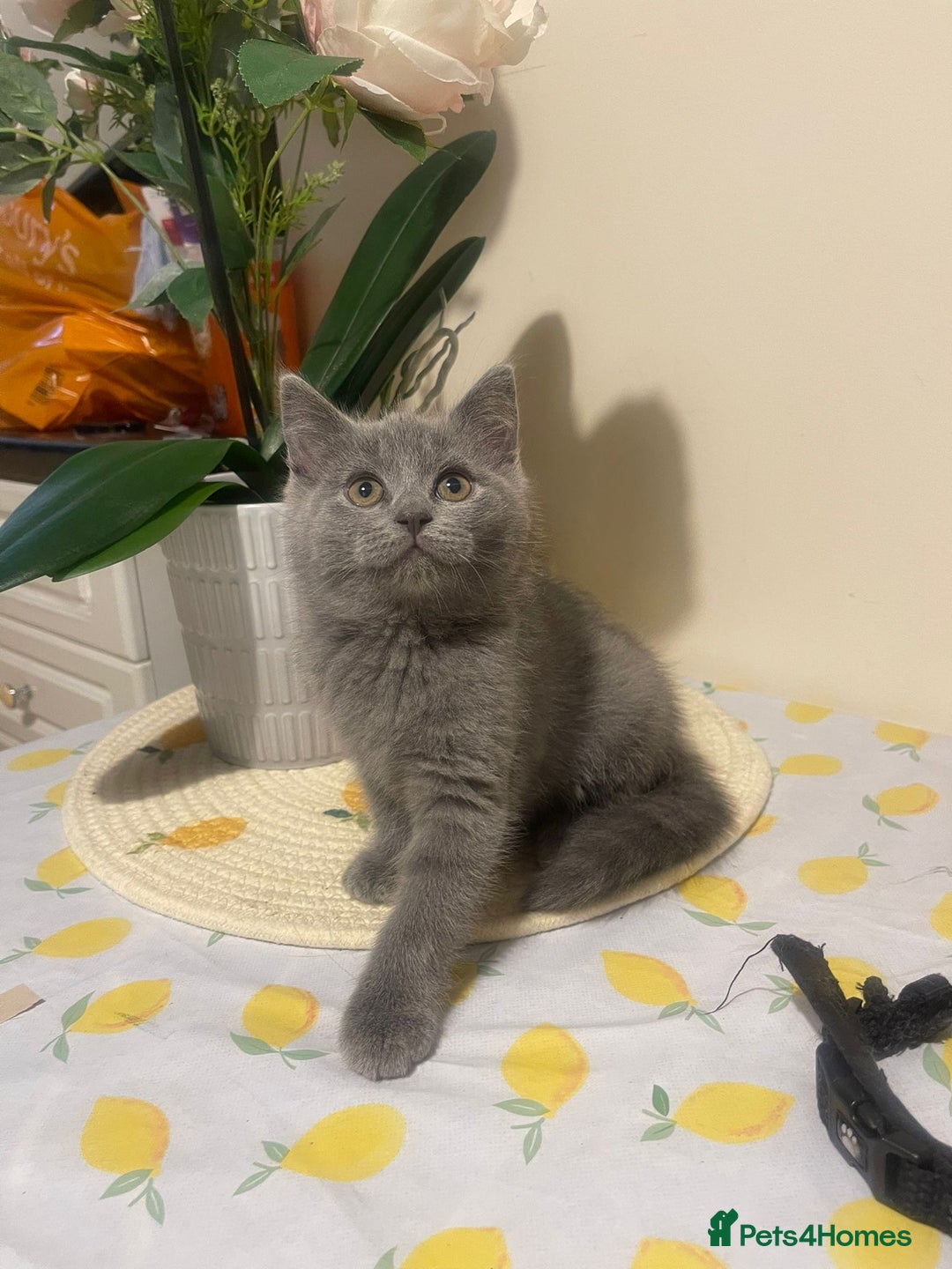 British Shorthair cats for sale: British short and long hair kittens blue  - Image 1