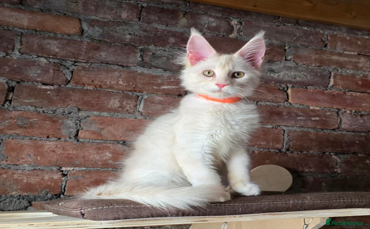 Maine Coon cats - Advert 3