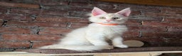 Maine Coon cats for sale: Ready now  -TICA MaineCoon Boy - Advert 9