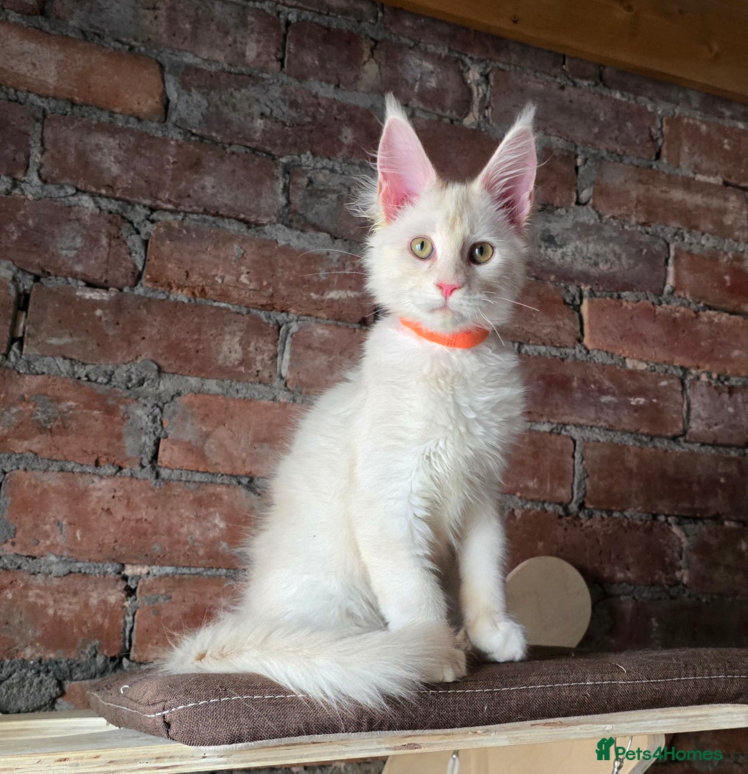 Maine Coon cats for sale: Reduced price- Last 2x Kittes - TICA MaineCoon - Image 10