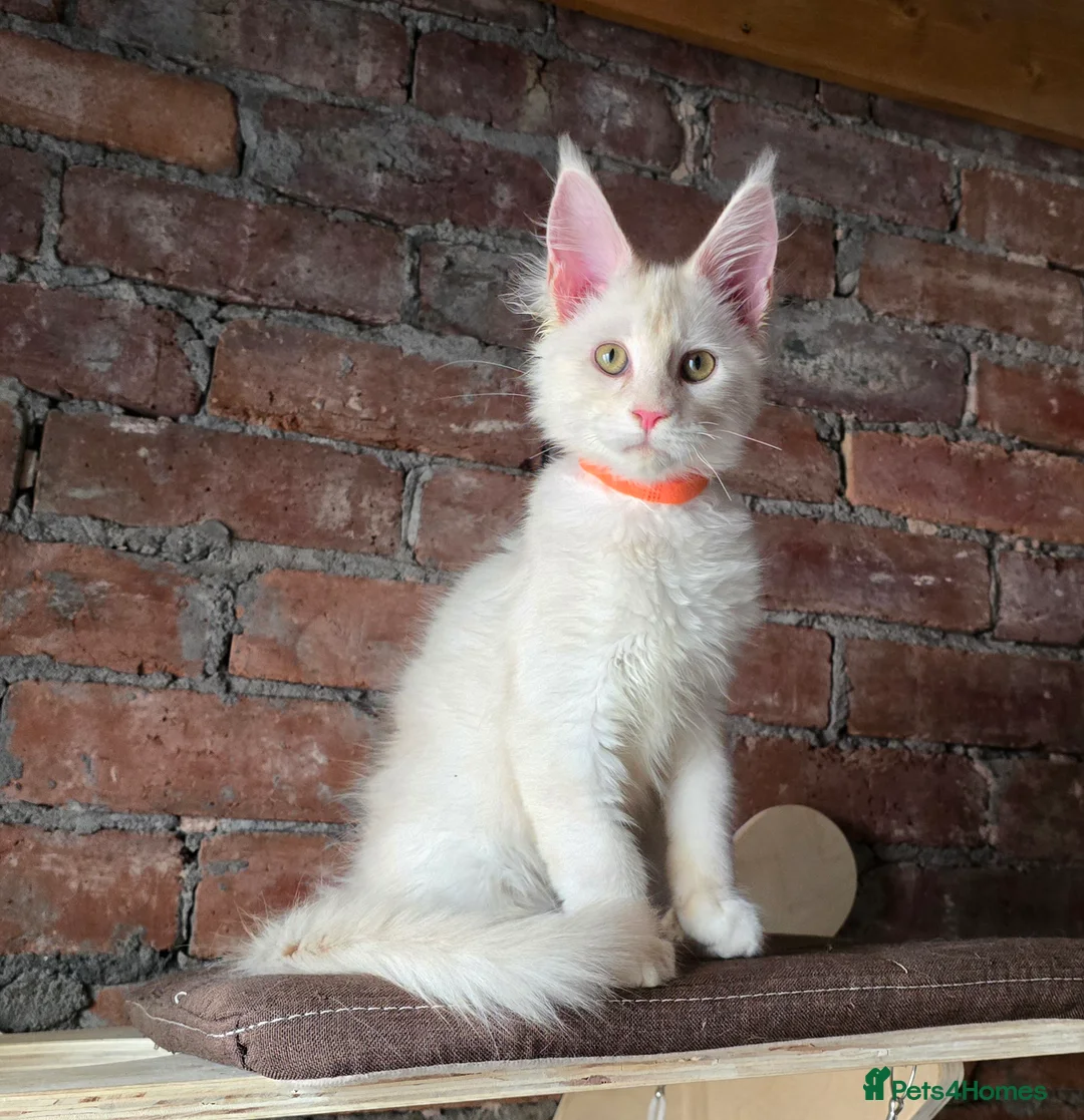 Maine Coon cats for sale: TICA MaineCoon Boy - Neutered  - Advert 9