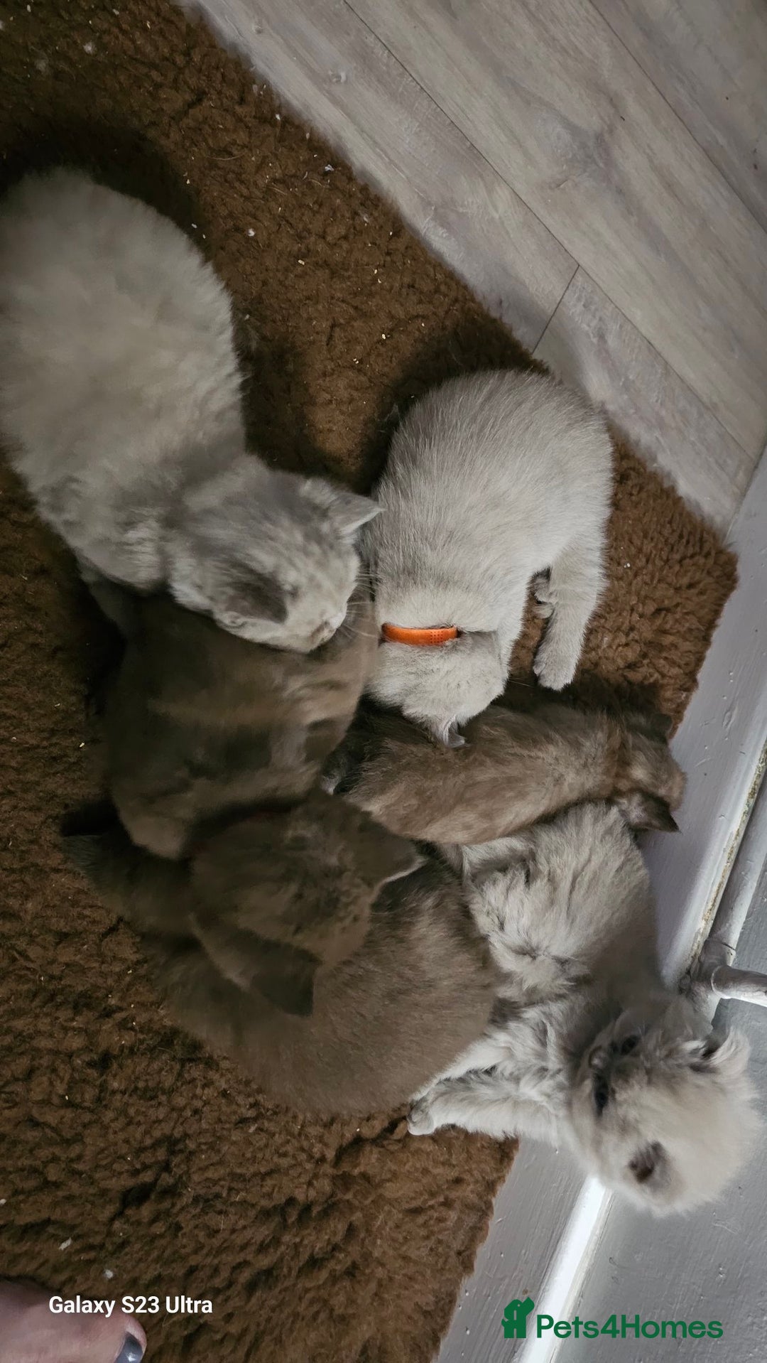 British Shorthair cats for sale: Beautiful  British  shorthair  kittens - Advert 14