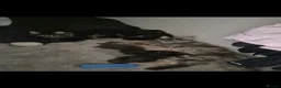 Maine Coon cats for sale: Majestic Maine coon, big paws, big hearts. - Advert 9