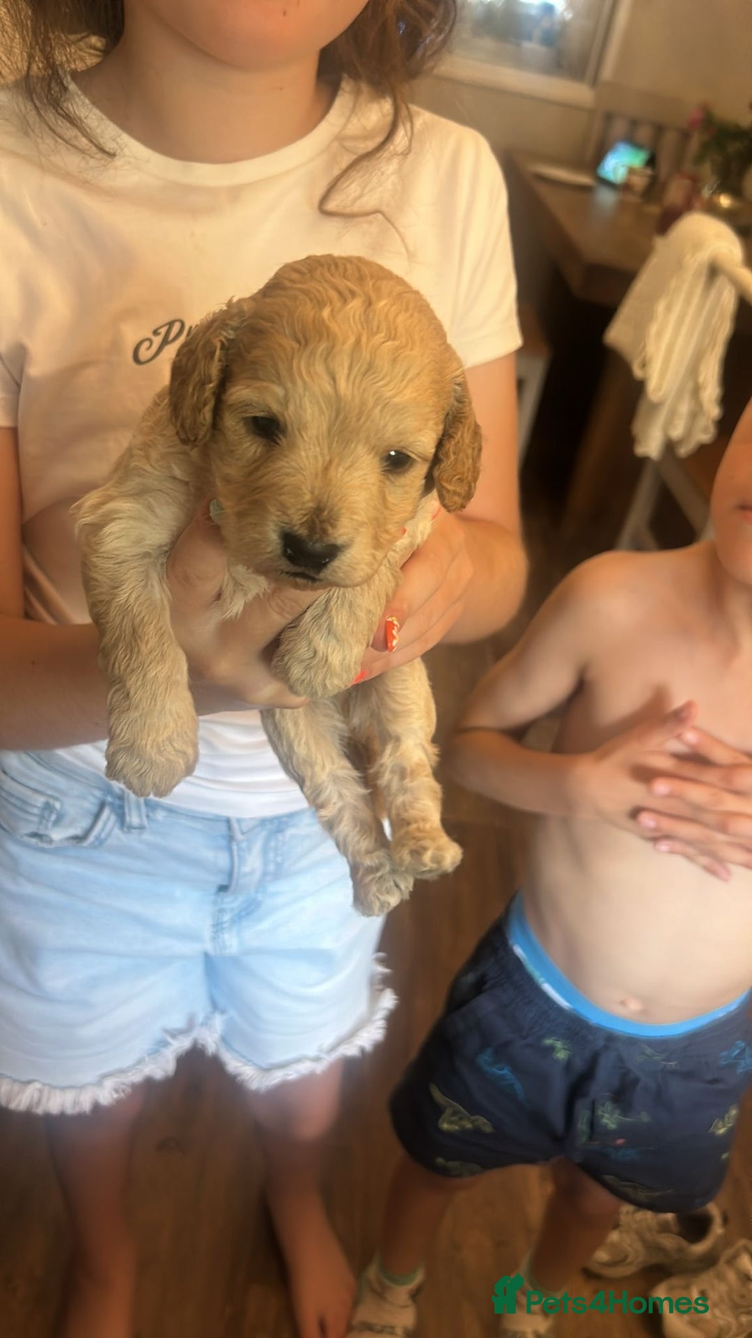 Cockapoo dogs for sale: Cocapoos f1  - Image 19