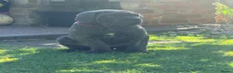 Cane Corso dogs for sale: Cane Corso puppies (1 female left)  - Advert 19