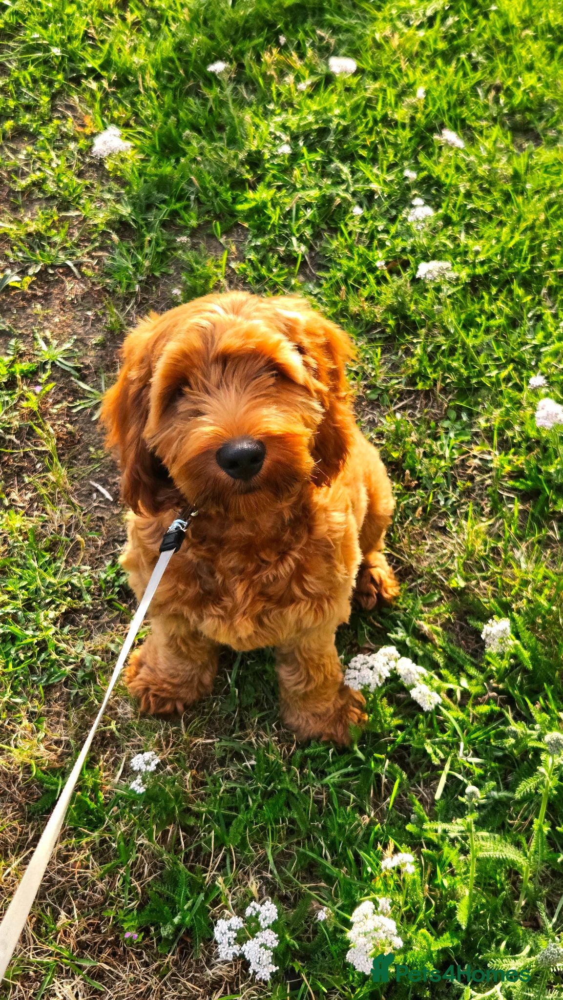 Cavapoo dogs Cavapoo  - Advert 1