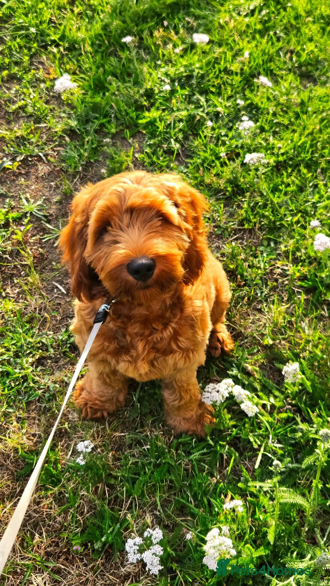 Cavapoo dogs for sale: Cavapoo  - Advert 1