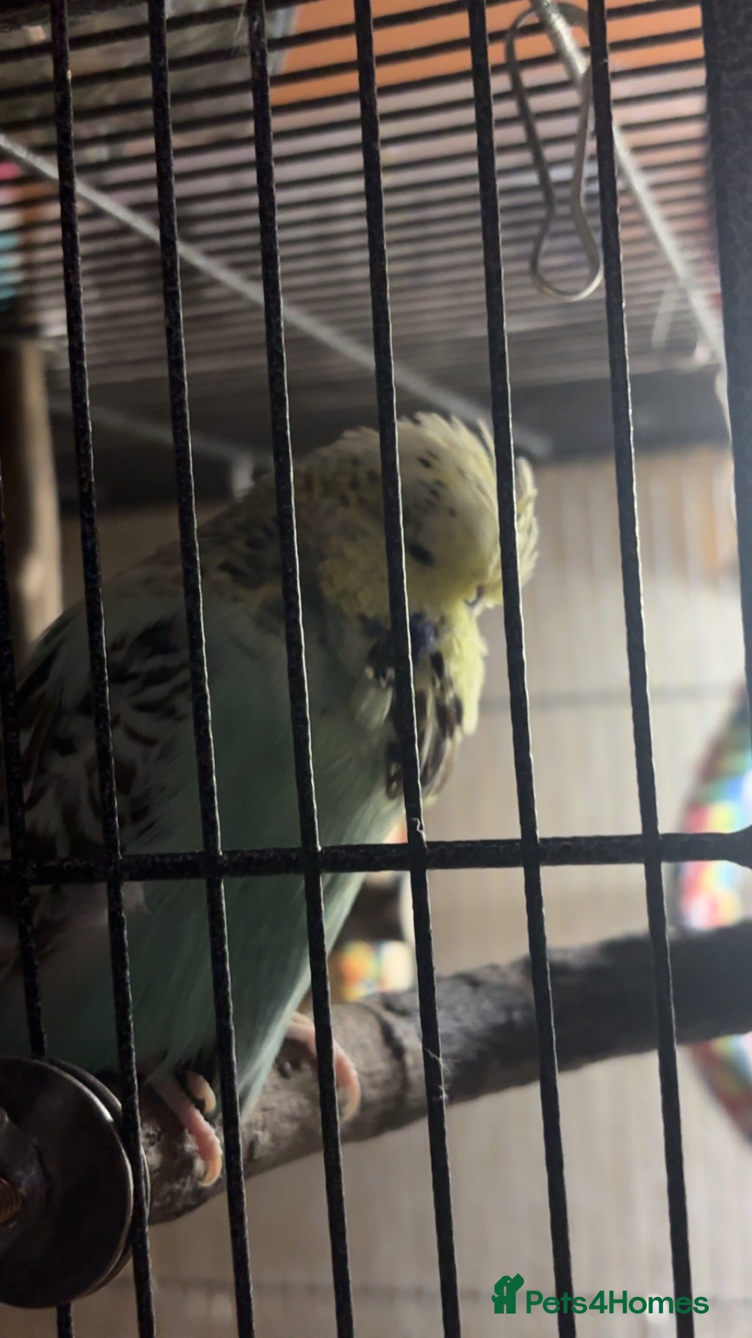 Cockatiels birds Mixed birds for sale - Advert 14