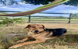 Mixed Breed dogs for adoption: Jeff is looking for the best forever home  - Image 9