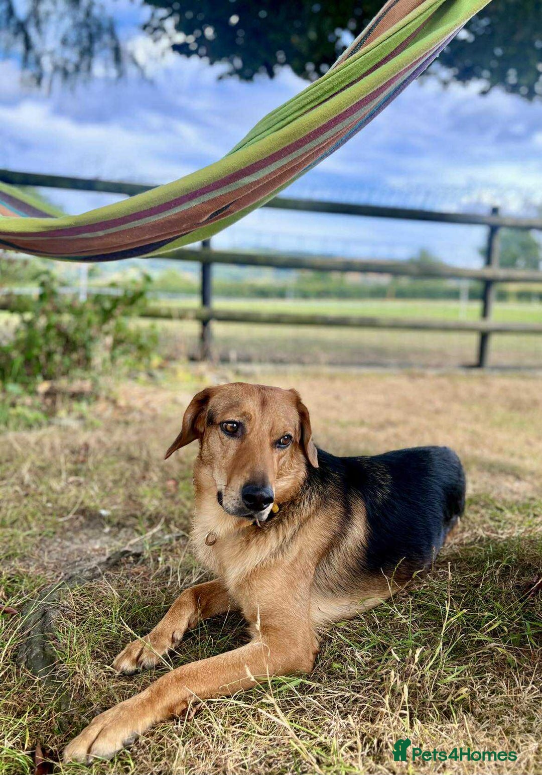 Mixed Breed dogs for adoption: Jeff is looking for the best forever home  - Image 9