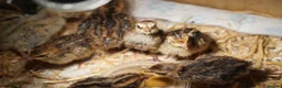 Quail poultry for sale: Japanese quails - Advert 3