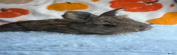 Continental Giant rabbits for sale: Continental giants  - Advert 4
