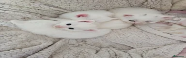 Domestic longhair Kitten 1