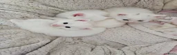 Domestic Shorthair cats for sale: Beautiful white fluffy kittens - Advert 4