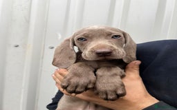 Weimaraner dogs for sale: Stunning Weimaraner pups (KC Registered pedigree)  - Image 19