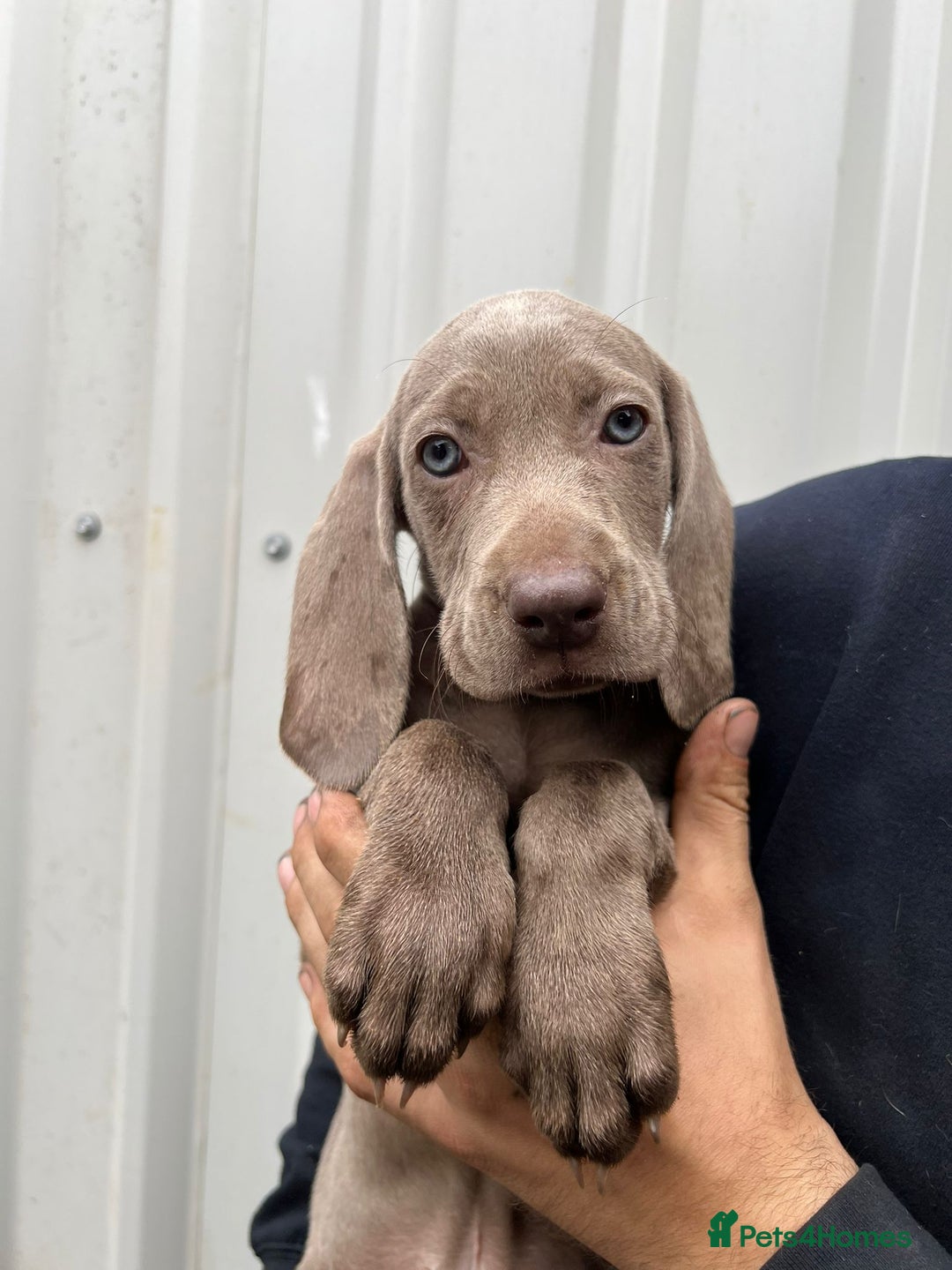 Weimaraner dogs for sale: Stunning Weimaraner pups (KC Registered pedigree)  - Image 19