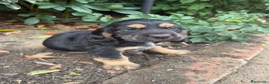 Cocker Spaniel 3