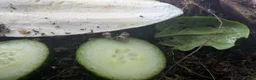 Snails invertebrates for sale: Giant African land snail babies  in Plymouth - Advert 1