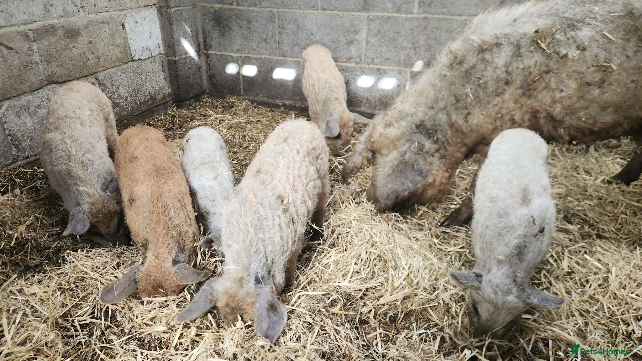 Pig livestock Manglista Piglets  - Advert 1