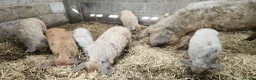 Pig livestock for sale: Manglista Piglets  - Advert 1