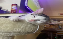 Turkish Van cats for sale: One male tri colour  - Image 7
