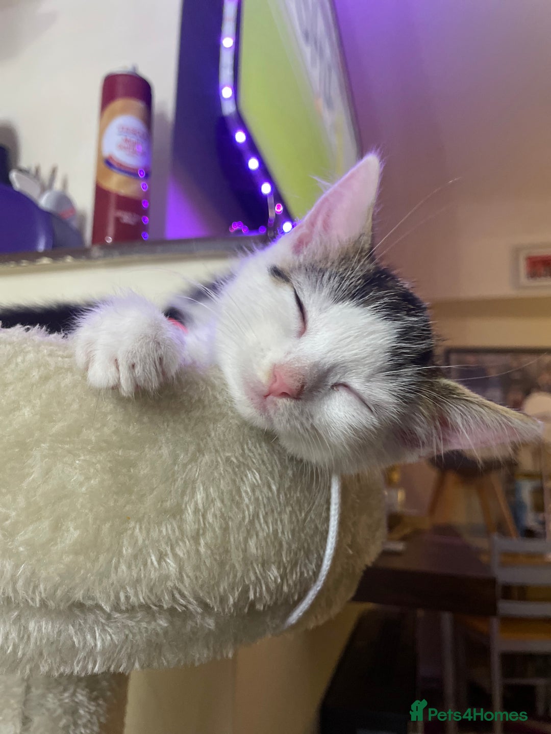 Turkish Van cats for sale: One male tri colour  - Image 7