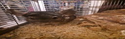 Chinchilla rodents for sale: 2 female chinchillas - Advert 3