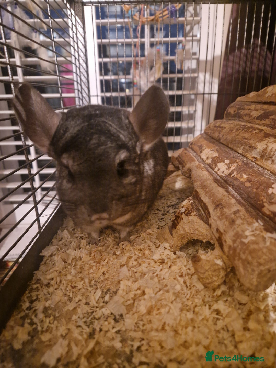 Chinchilla rodents for sale: 2 female chinchillas - Advert 3