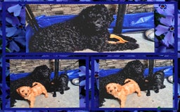 Cockapoo dogs for sale: READY TO LEAVE 4TH OF DECEMBER - Advert 13