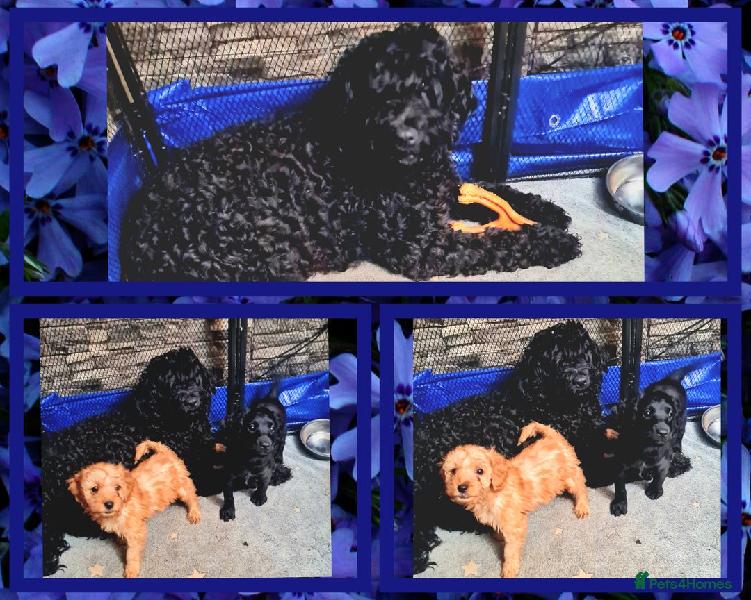 Cockapoo dogs for sale: READY TO LEAVE 4TH OF DECEMBER - Advert 13