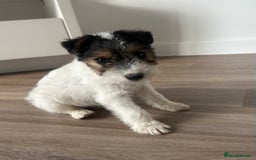 Fox Terrier dogs for sale: Fox Terrier puppies for sale - 07704995261 - Image 14
